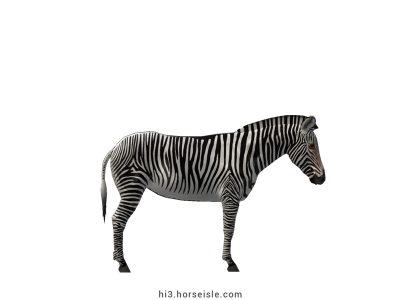 Grevy's Zebra White Striped Coat (right view)